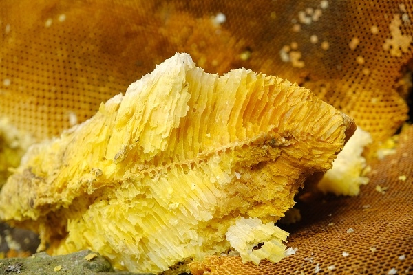Độc đáo phong tục thu hoạch tổ ong khoái khổng lồ của người Dao Tiền