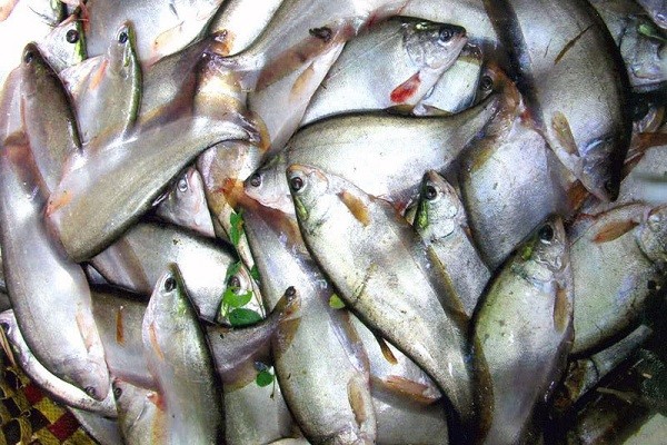 Giá cá thát lát giảm mạnh tại Hậu Giang