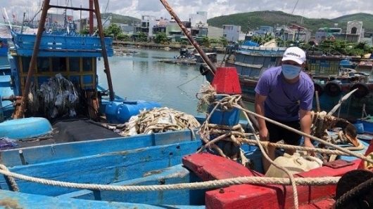 Quảng Ngãi tạm đóng cửa các cảng cá do lo ngại Covid-19