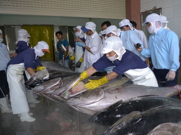 Việt Nam trở thành nguồn cung cá ngừ lớn nhất cho Israel