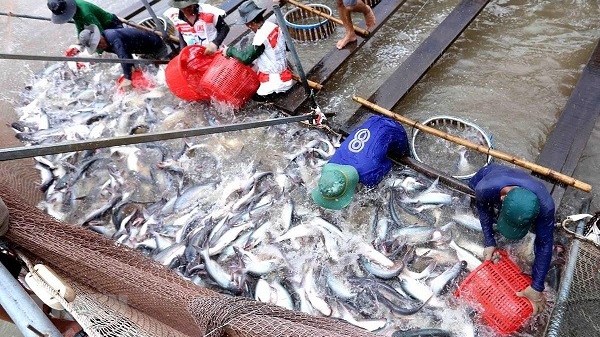 Tiêu thụ cá tra tại Vĩnh Long gặp khó