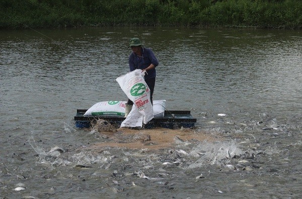 Hậu Giang: Tồn đọng gần 2.000 tấn thủy sản các loại tại huyện Phụng Hiệp