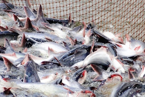 Thị trường tiêu thụ cá tra tại ĐBSCL gặp nhiều khó khăn