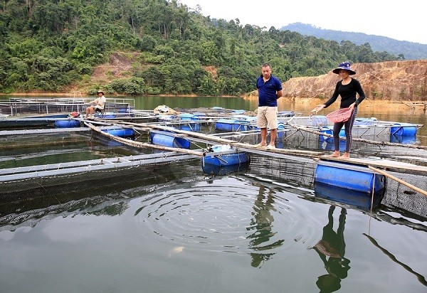 Hơn 300 tấn cá lồng tại Nghệ An chưa tìm được đầu ra