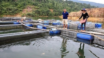 Hơn 300 tấn cá lồng tại Nghệ An chưa tìm được đầu ra