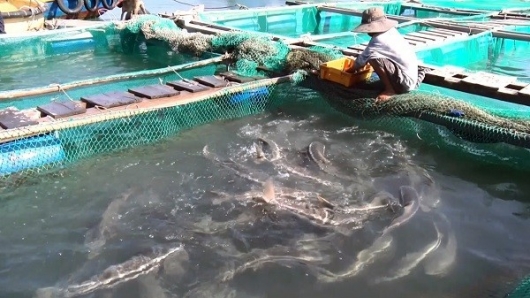 Tiêu thụ cá mú ở Khánh Hòa gặp nhiều khó khăn