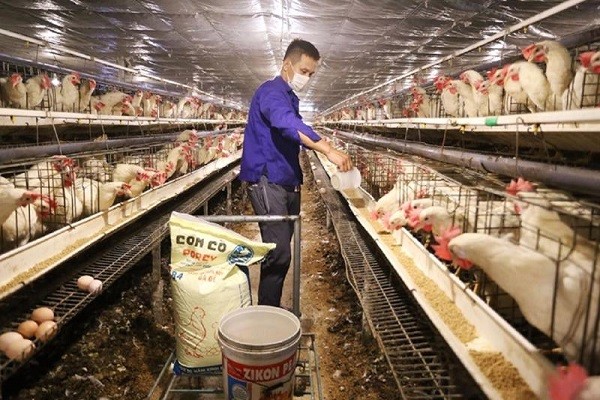Giá thức ăn chăn nuôi tại Bình Định liên tục tăng