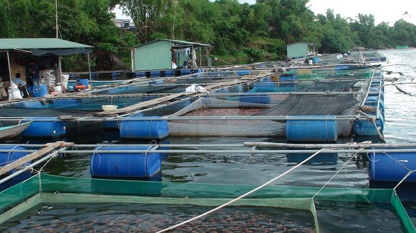 Lai Châu: Cá lồng bè gặp nhiều khó khăn trong việc tìm đầu ra