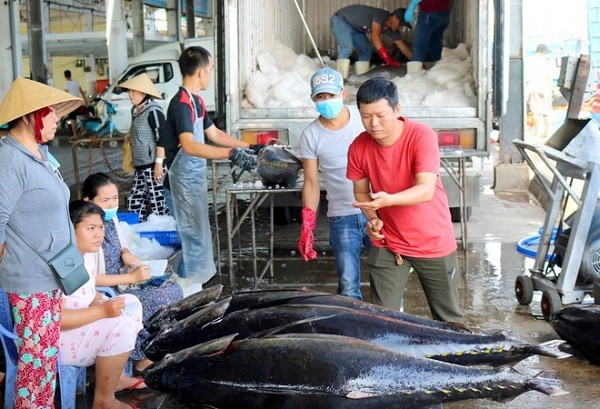 Xuất khẩu cá ngừ sang thị trường Trung Quốc tăng mạnh