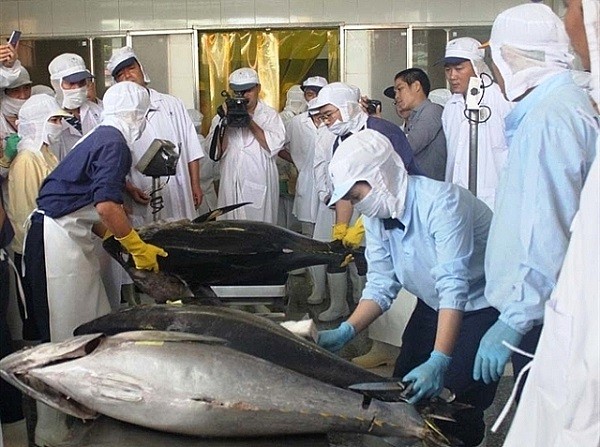 Xuất khẩu cá ngừ Việt Nam giảm 15% trong tháng 9/2021