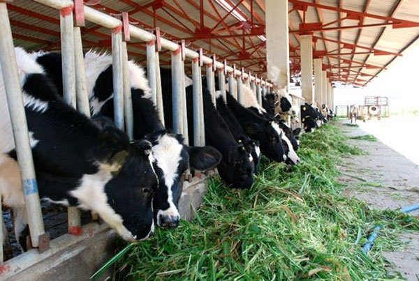 Bất chấp dịch Covid-19, xuất khẩu sản phẩm chăn nuôi vẫn tăng trưởng mạnh