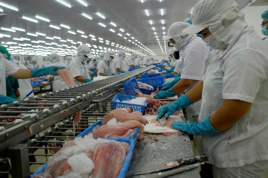 Xuất khẩu cá tra Việt Nam sang Brazil tăng trưởng mạnh