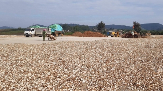 Xuất khẩu sắn lát, tinh bột sắn sang Trung Quốc giảm mạnh