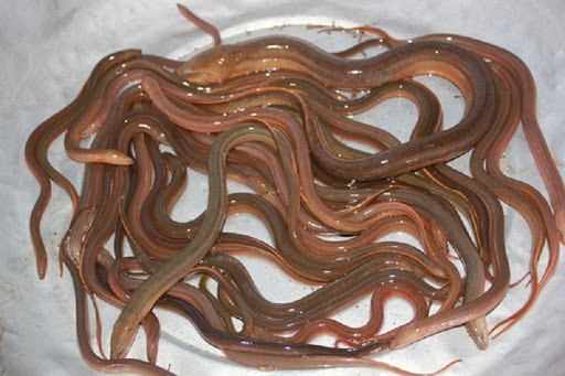 Mô hình nuôi lươn xen canh được khuyến khích tại Vĩnh Long
