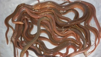Mô hình nuôi lươn xen canh được khuyến khích tại Vĩnh Long