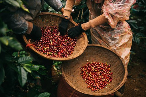 Xuất khẩu cà phê sang thị trường Trung Quốc tăng mạnh