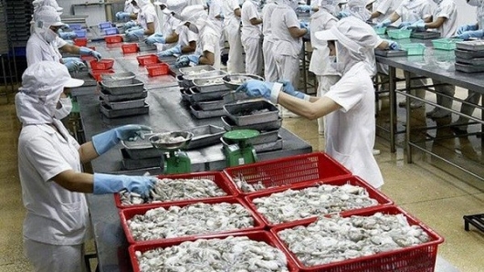 Xuất khẩu mực, bạch tuộc của Việt Nam tăng trưởng ổn định