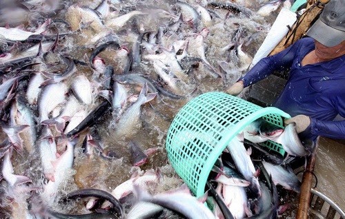 Xuất khẩu cá tra Việt Nam gặp khó khăn do dịch Covid-19
