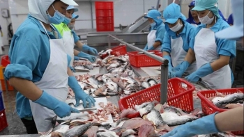 Xuất khẩu cá tra Việt Nam gặp khó khăn do dịch Covid-19