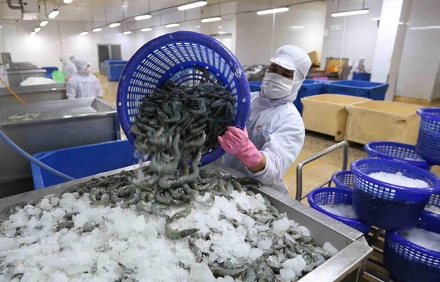 Xuất khẩu tôm Việt Nam sang thị trường khối CPTPP dần phục hồi