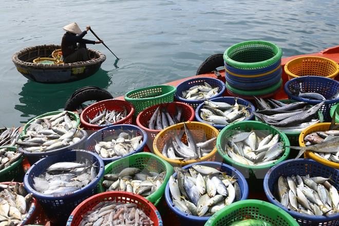 Sản xuất thủy sản của tỉnh Kiên Giang tăng gần 4% trong năm 2021