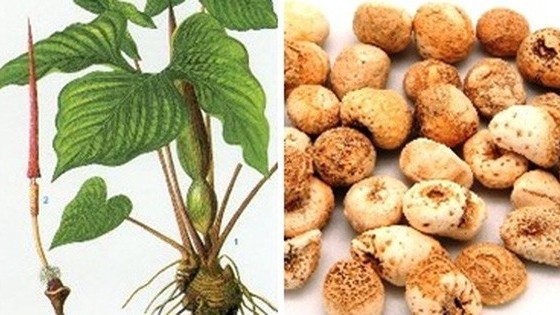 Bán hạ nam – bài thuốc hỗ trợ điều trị giải độc, chống ho hiệu quả