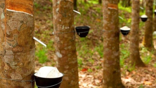Việt Nam đứng vị trí thứ 3 cung cấp cao su cho Ấn Độ