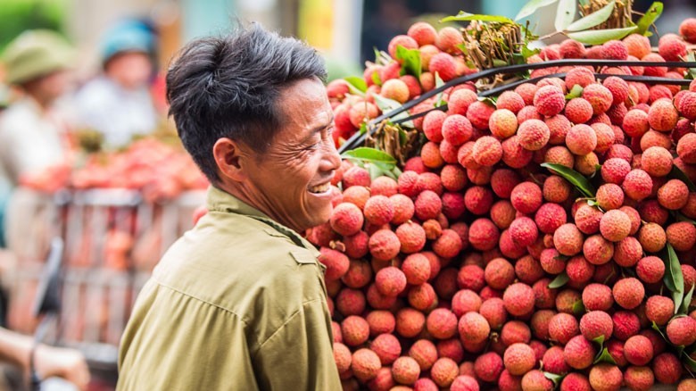 Bắc Giang: Kết nối tiêu thụ 180.000 tấn vải thiều của mùa vụ năm 2022