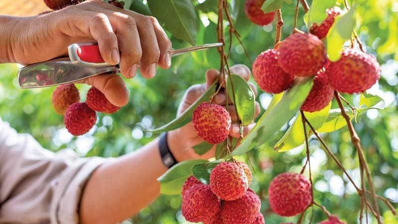 Vải thiều Bắc Giang sẽ được tiêu thụ trên 7 sàn thương mại điện tử
