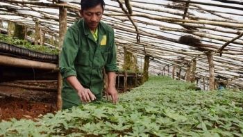 Điện Biên: Tận dụng lợi thế, nhận chuyển giao công nghệ trồng sâm từ Hàn Quốc