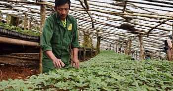 Điện Biên: Tận dụng lợi thế, nhận chuyển giao công nghệ trồng sâm từ Hàn Quốc