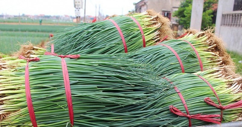 Nghệ An: Nông dân phấn khởi khi hành lá được mùa, được giá