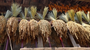 Mùa thu hoạch lúa nếp Ong - đặc sản miền biên viễn Trùng Khánh