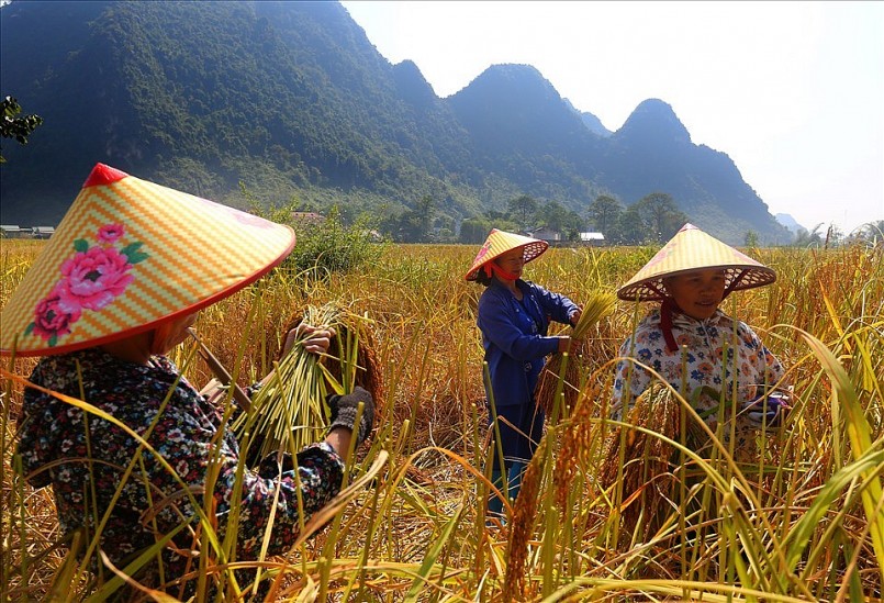Mùa thu hoạch lúa nếp Ong - đặc sản miền biên viễn Trùng Khánh