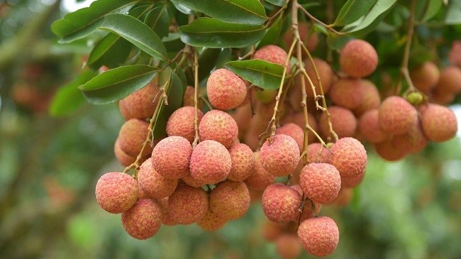 Bắc Giang phấn đấu nằm trong top 3 tỉnh thành có giá trị cây ăn quả lớn nhất toàn quốc