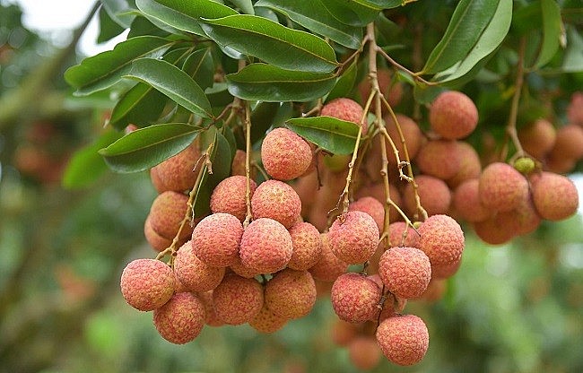 Bắc Giang tập trung vào các cây ăn quả chủ lực, tiềm năng của địa phương...
