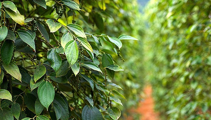 Nhiều vùng trồng hồ tiêu của tỉnh Đắk Nông được cộng đồng hồ tiêu trong và ngoài nước đánh giá cao