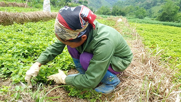 Người dân chăm sóc cây thạch đen