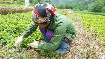 Bình Gia (Lạng Sơn): Phát triển kinh tế nhờ trồng cây Thạch đen