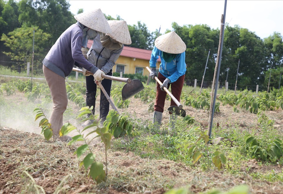 Phát triển trồng cây dược liệu tại huyện Cam Lộ