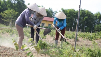 Huyện Cam Lộ (Quảng Trị): Làm giàu từ nghề trồng cây dược liệu