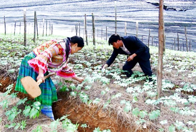 Nông dân huyện Si Ma Cai chăm sóc vườn tam thất