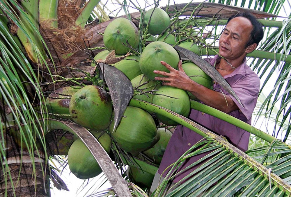 Trà Vinh phát triển trồng dừa theo hướng VietGAP