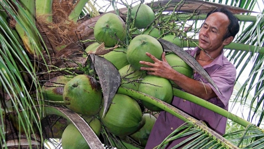 Trà Vinh: Xây dựng vùng nguyên liệu dừa đạt chuẩn VietGAP