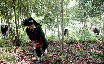 Yên Bái: Phát triển cây quế thành cây chủ lực của địa phương