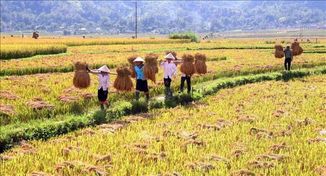 Người dân thu hoạch gạo Séng cù