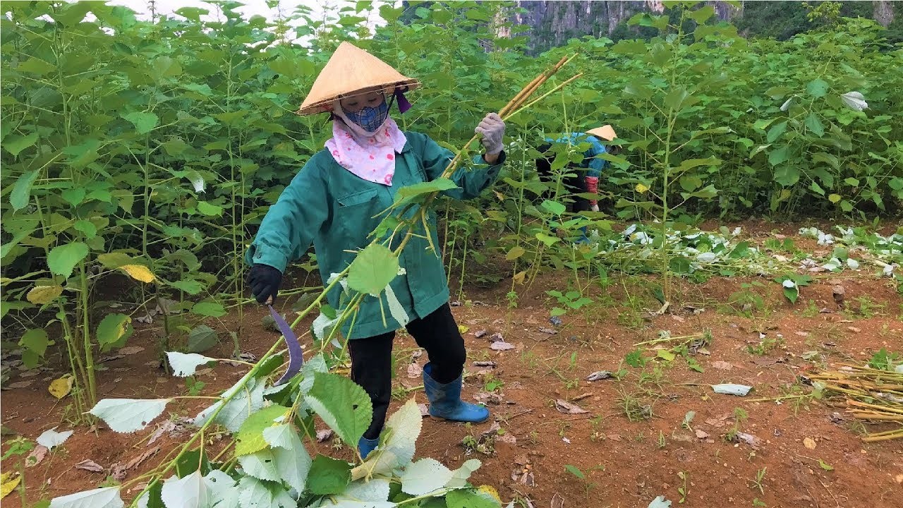 Cây gai xanh - hướng đi mới trong phát triển nông nghiệp tại Sơn La