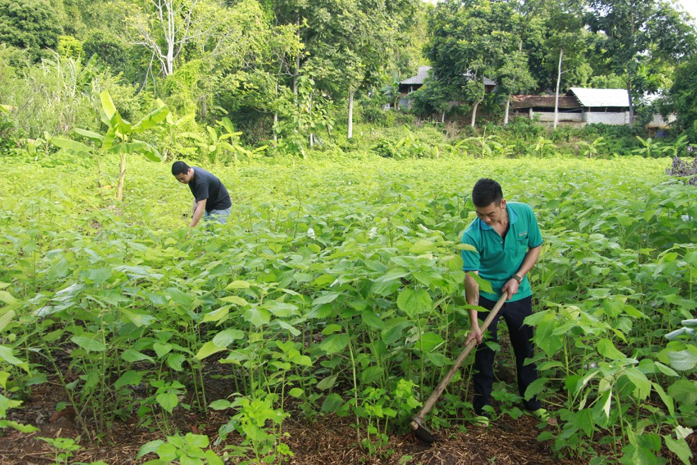 Cây gai xanh được trồng tại nhiều huyện của tỉnh Sơn La