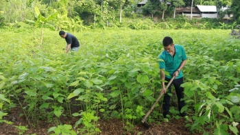 Sơn La: Phát triển trồng cây gai xanh thành cây nông nghiệp bền vững