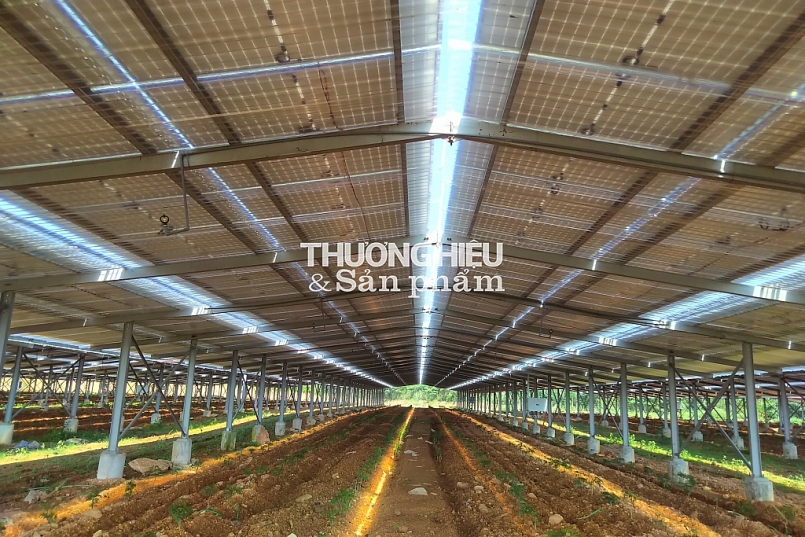 Hà Tĩnh: Kỳ lạ dự án trồng cây dược liệu… biến thành dự án điện năng lượng mặt trời?